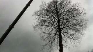 lindeboom afzagen en opruimen knotten van bomen snoeien van bomen Helvoirt Breda Udenhout Biezenmortel Haaren Esch Cromvoirt